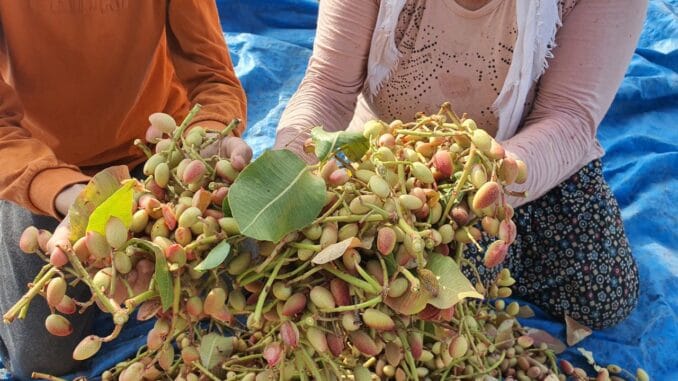 demircide-antep-fistigi-hasat-sezonu-basladi-wOKyWJJn.jpg